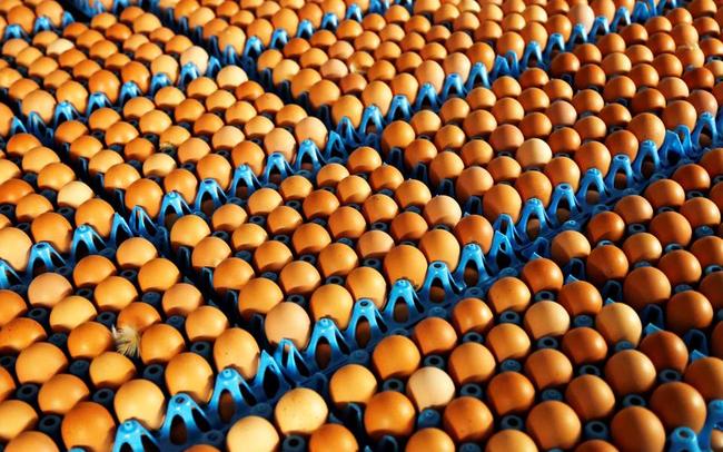 Δεν είναι μολυσμένα μόνο τα αυγά: Ανθυγιεινή όλη η τροφική αλυσίδα των πολυεθνικών εταιρειών