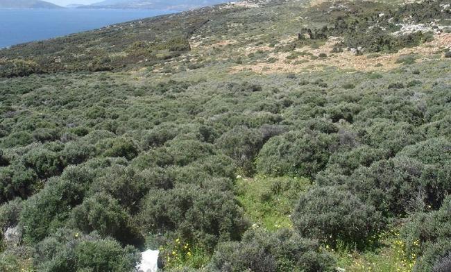 Φωτιές για βόσκηση: Μια παράδοση που τείνει να γίνει καταστροφή