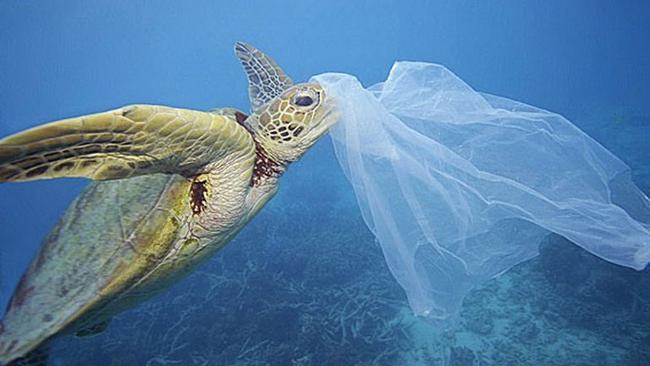 "Το 2050 το 99,8% των θαλασσοπουλιών θα έχουν καταπιεί πλαστικά"