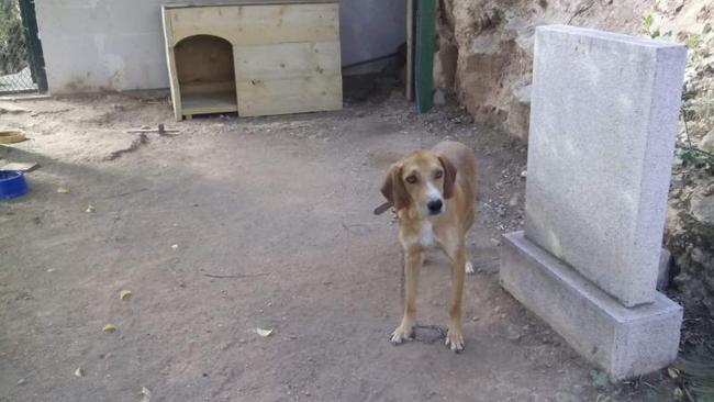 Η συγκινητική ιστορία του σκυλάκου που έχει κάνει σπίτι του το Μουσείο Δελφών