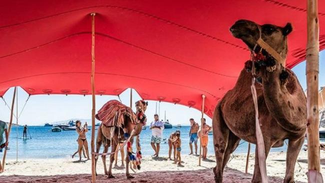 Πλούσιοι Άραβες έφεραν καμήλες από το Κουβέιτ για τη συναυλία του Ρέμου στο Nammos