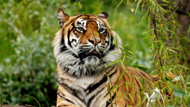Οι άγριες τίγρεις επιστρέφουν στο Καζακστάν μετά από 70 χρόνια απουσίας
