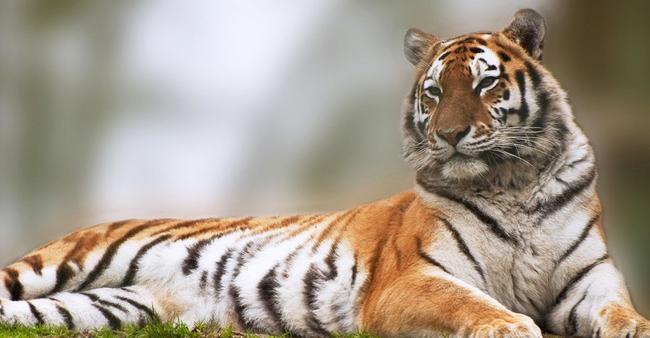 Οι άγριες τίγρεις επιστρέφουν στο Καζακστάν μετά από 70 χρόνια απουσίας