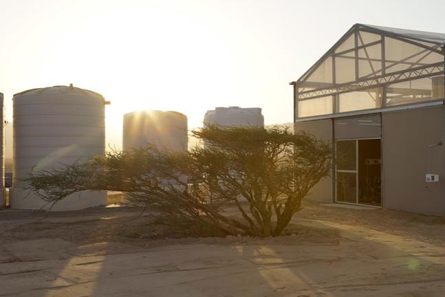 Θερμοκήπιο με πράσινη ενέργεια στην έρημο Σαχάρα της Ιορδανίας