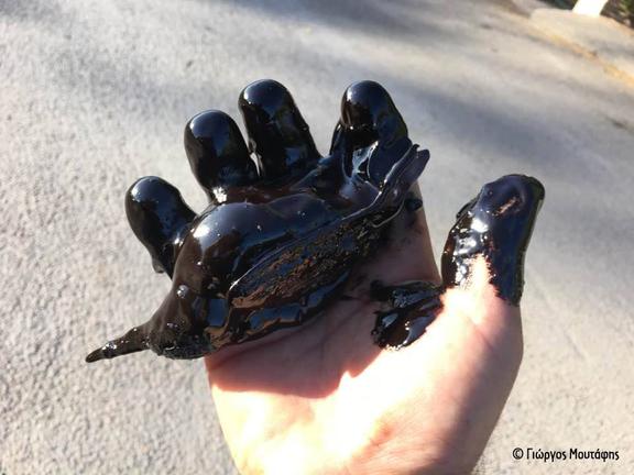 Eλληνική Ορνιθολογική Εταιρεία: Τι να κάνετε εάν εντοπίσετε πουλί στην πετρελαιοκηλίδα