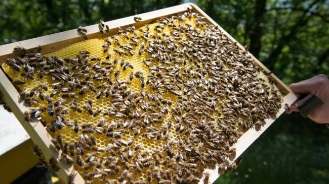 Φυτοφάρμακα που συνδέονται με τον θάνατο μελισσών βρέθηκαν στα πιο πολλά δείγματα μελιών