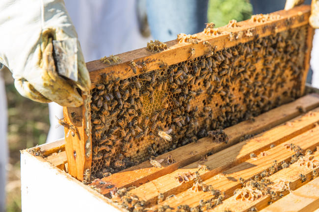 Αλληλοδιδακτικός Κύκλος Γεωργίας: Αφιέρωμα στην Μελισσοκομία