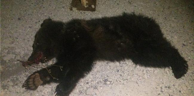 Τρίτο θανατηφόρο τροχαίο σε τρεις μήνες με θύμα αρκουδάκι