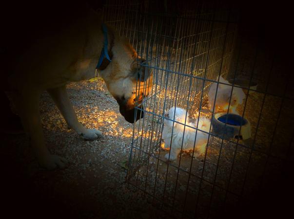 Έρχονται οι Ημέρες Υιοθεσίας Σκύλου! Υπέροχα σκυλάκια που σώθηκαν από τους δρόμους ζητούν την αγκαλιά σας