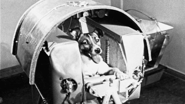 60 χρόνια από το καταδικασμένο ταξίδι της Λάικα - Τι συμβαίνει στα ζώα που στέλνονται στο διάστημα