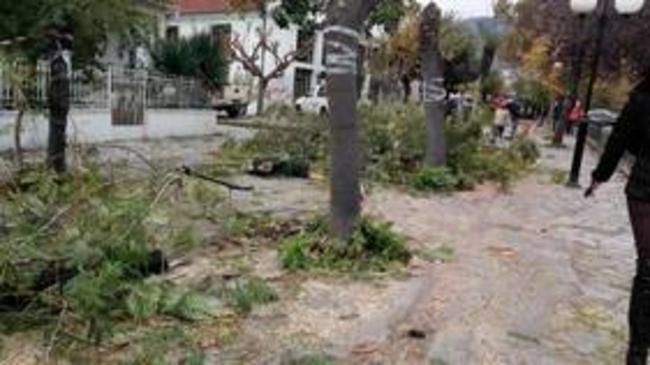 Βόλος: Έστειλαν συνεργεία να ξηλώσουν δέντρα την ώρα του δημοτικού συμβουλίου