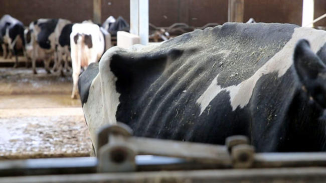 Ιστορίες κακομεταχείρισης αγελάδων «κρυμμένες» πίσω από την παρμεζάνα