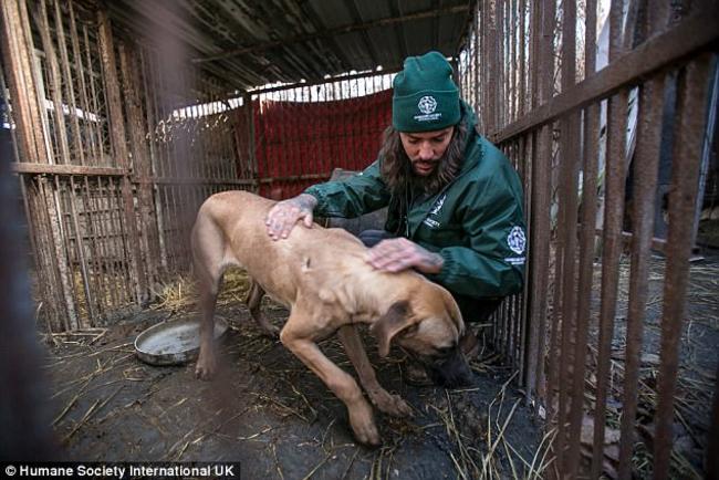 Η συγκλονιστική στιγμή διάσωσης 170 σκύλων πριν σφαγιαστούν [PHOTOS]