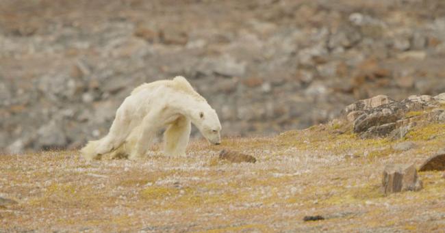 Συγκλονιστικό βίντεο: Σκελετωμένη πολική αρκούδα αναζητά τροφή
