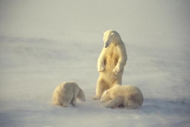 Ο αργός βασανιστικός θάνατος των πολικών αρκούδων εξαιτίας της κλιματικής αλλαγής [ΒΙΝΤΕΟ - ΦΩΤΟ]