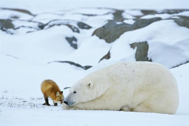 Ο αργός βασανιστικός θάνατος των πολικών αρκούδων εξαιτίας της κλιματικής αλλαγής [ΒΙΝΤΕΟ - ΦΩΤΟ]