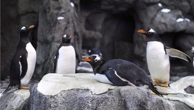 Ούτε οι πιγκουίνοι δεν άντεξαν το πολικό ψύχος στον Καναδά