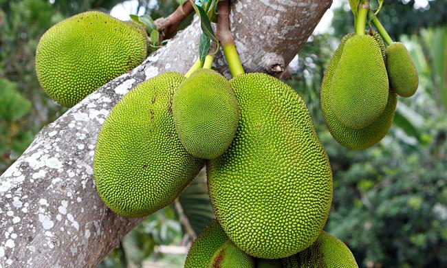 Jackfruit: Το περίεργο φρούτο στο οποίο κρύβεται το μέλλον της χορτοφαγικής διατροφής