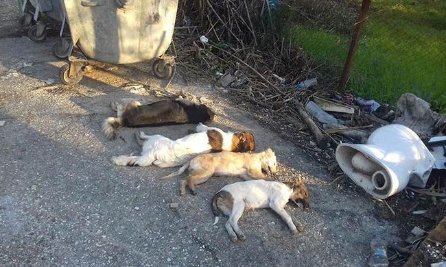 Σκότωσαν με φόλα τέσσερα αδέσποτα σκυλιά στη Ζαχάρω Ηλείας