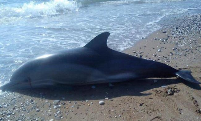 Πως μπορείτε να βοηθήσετε ένα δελφίνι που έχει ξεβραστεί στην παραλία