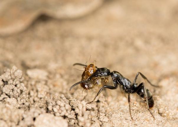 Και τα μυρμήγκια (εκτός από τους ανθρώπους) περιποιούνται τους τραυματίες στο πεδίο της μάχης! [ΒΙΝΤΕΟ]