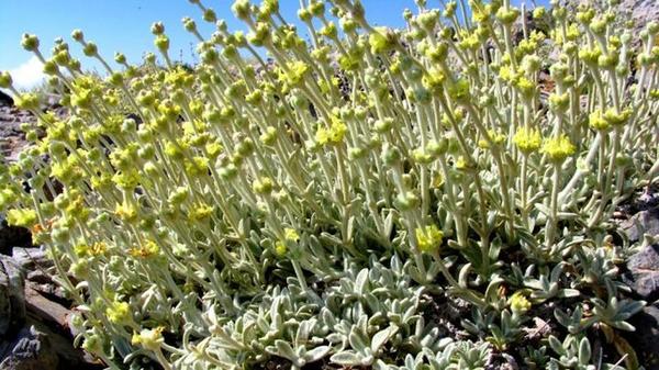 Τι απειλεί τα φαρμακευτικά και αρωματικά φυτά της Κρήτης