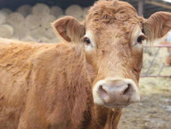 Η απίστευτη ιστορία μιας αγελάδας που δραπέτευσε για να γλυτώσει τo σφαγείο