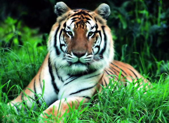 Οι τελευταίες 12 τίγρεις της νότιας Κίνας