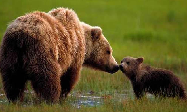 Τι κάνουν οι αρκούδες στη Σουηδία για να μην τις σκοτώνουν οι κυνηγοί