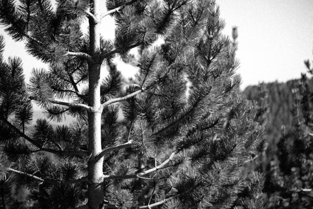 Το γηραιότερο δέντρο της Ευρώπης βρίσκεται στην Πίνδο και κρύβει ένα ισχυρό φυσικό αντιγηραντικό συστατικό