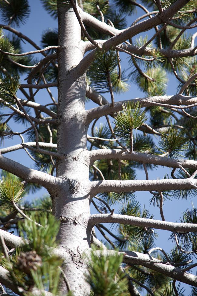 Το γηραιότερο δέντρο της Ευρώπης βρίσκεται στην Πίνδο και κρύβει ένα ισχυρό φυσικό αντιγηραντικό συστατικό