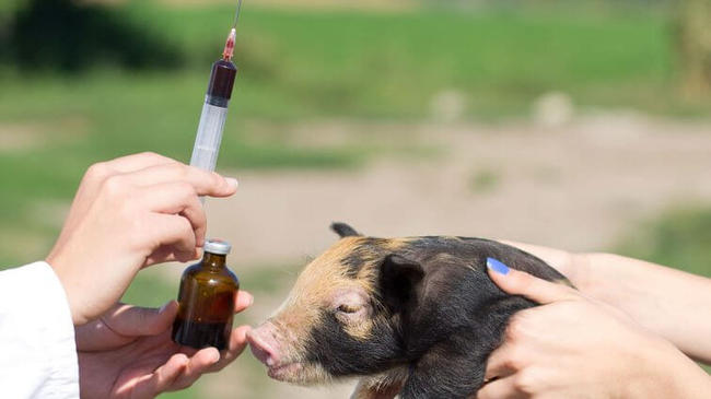 Στα ύψη η χρήση αντιβιοτικών στην κτηνοτροφία