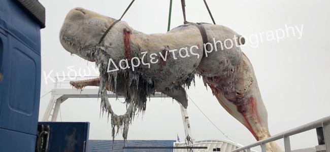 Εικόνες που σοκάρουν: 30 κιλά πλαστικής σακούλας βρέθηκαν στο στομάχι της φάλαινας στη Σαντορίνη