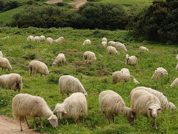 Πως συνδέονται τα πρόβατα με τη σκλήρυνση κατά πλάκας