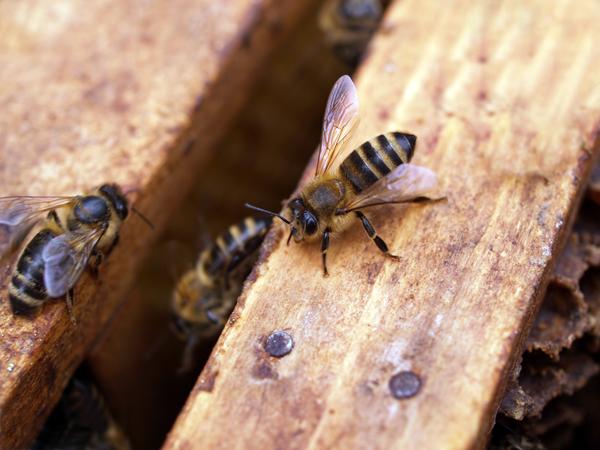 Αυτές είναι οι τρεις χημικές ουσίες που απαγορεύθηκαν για να σωθούν οι μέλισσες