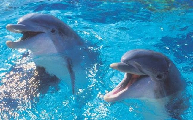 Διαμαρτυρία για τα δελφίνια στο Αττικό Πάρκο