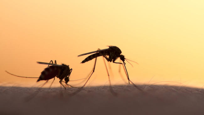 Κουνούπια και τρόποι προστασίας
