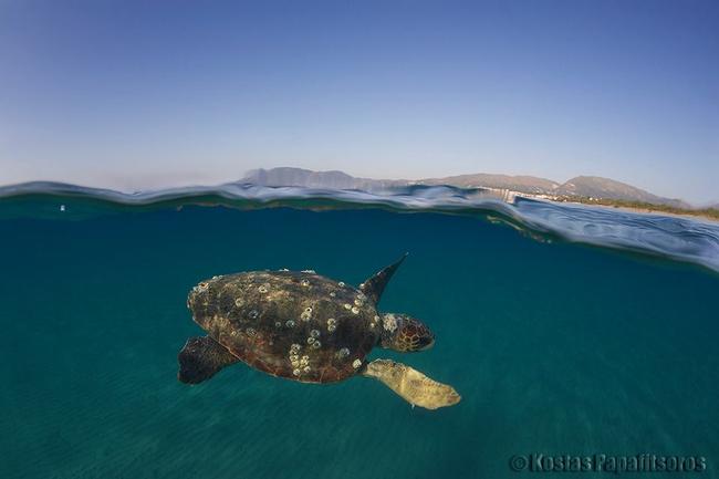 Ζάκυνθος: Άρχισε τις δράσεις του για την προστασία της θαλάσσιας χελώνας caretta – caretta ο «Αρχέλων»