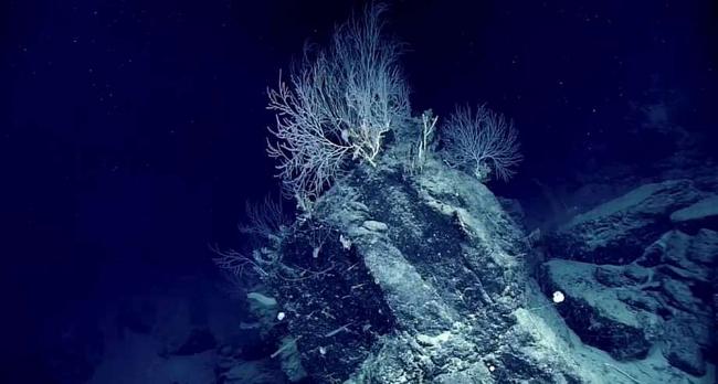 Ένας "μυστικός κήπος" από κοράλλια στα βάθη της θάλασσας ηλικίας 1.000 ετών