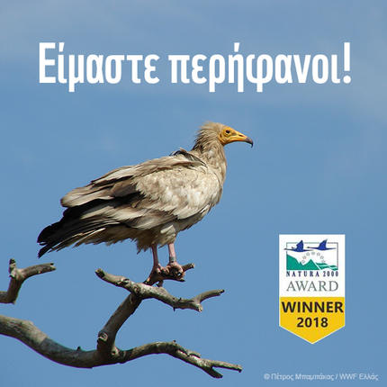 Βραβείο Natura 2000 για τον Ασπροπάρη, τον πιο απειλούμενο γύπα της Ελλάδας