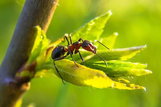 Μυρμήγκια: Πως ν΄ αντιμετωπίσουμε αυτά τα... κοινωνικά έντομα
