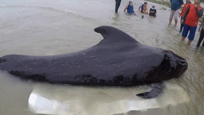 Ο βασανιστικός θάνατος μιας φάλαινας που κατάπιε 80 πλαστικές σακούλες