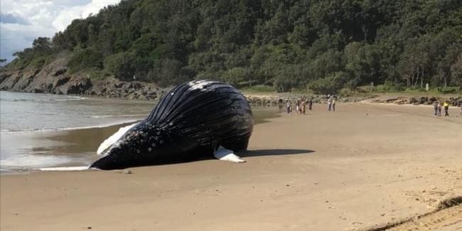 Γιγαντιαία επιχείρηση για κουφάρι φάλαινας βάρους 18 τόνων - Υπήρχαν φόβοι ότι θα εκραγεί