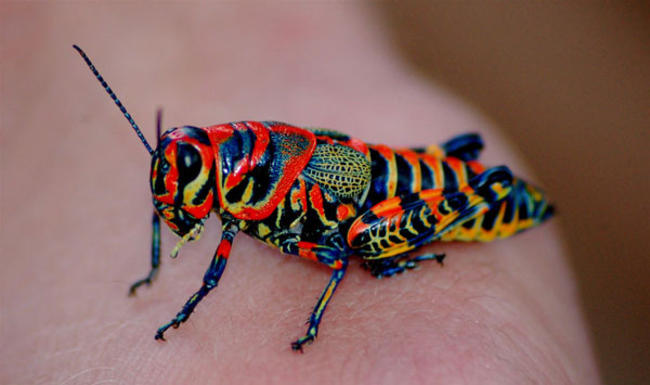 Ζώα με τα πιο σπάνια και παράξενα χρώματα στη Φύση! (Φωτογραφίες)