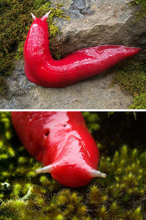 Ζώα με τα πιο σπάνια και παράξενα χρώματα στη Φύση! (Φωτογραφίες)