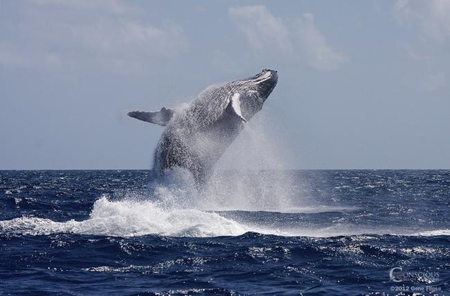 Σχεδιαστές δημιουργούν μια γιγαντιαία φάλαινα από 5 τόνους πλαστικού που συνέλεξαν από τον ωκεανό (Εντυπωσιακές φωτογραφίες - VIDEO)