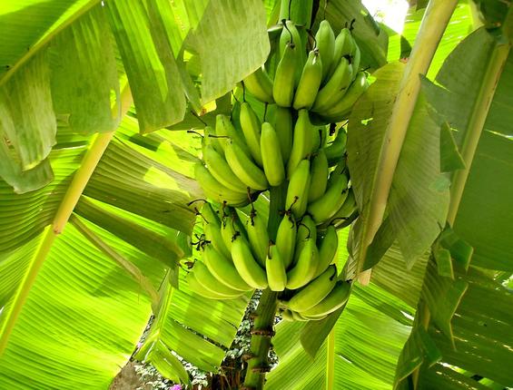 Μπανανιά: Πως να τη φυτέψετε και να την καλλιεργήσετε σε γλάστρα