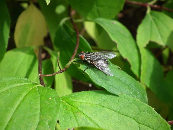 6 φυσικοί τρόποι για να απομακρύνετε τις μύγες από το σπίτι σας