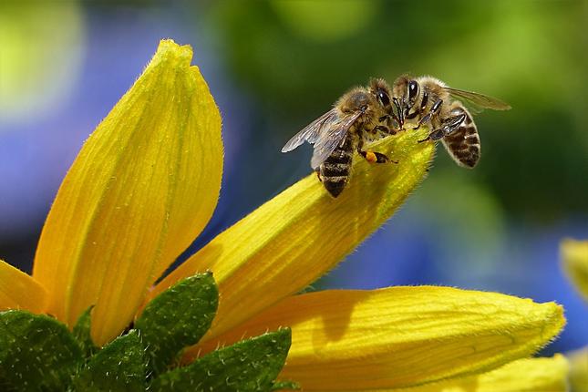 Η μέλισσα ανακηρύχθηκε το πιο σημαντικό έμβιο ον στον πλανήτη