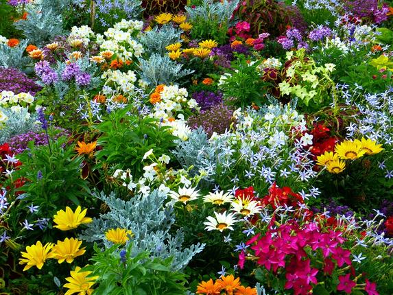 Πώς φτιάχνουμε τον κήπο ή το μπαλκόνι μας με ανθισμένα λουλούδια όλο τον  χρόνο - Enallaktikos